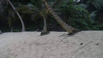 A sandy beach with palm trees and dense foliage in the background.