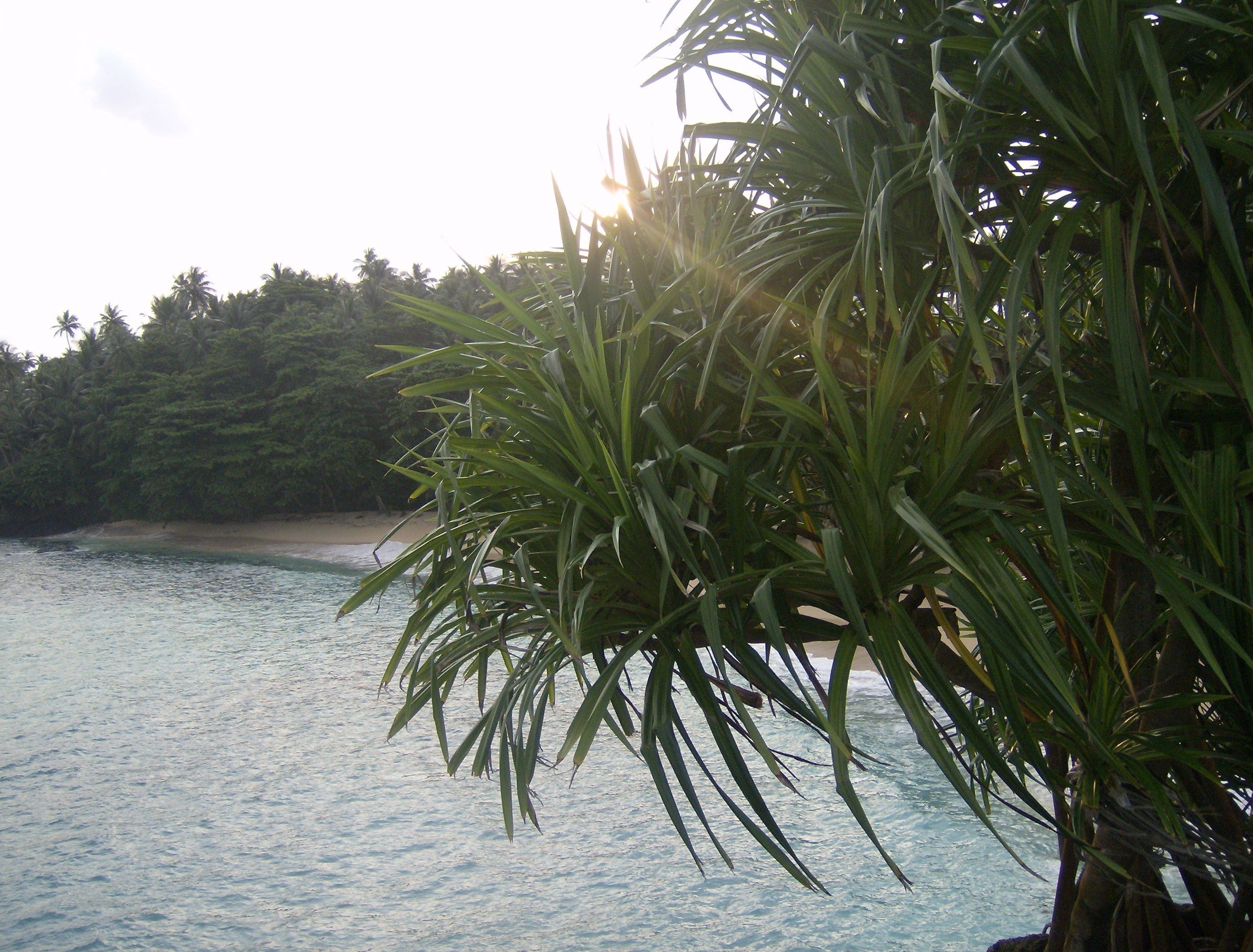 A beach with palm trees and a clear view of the ocean.