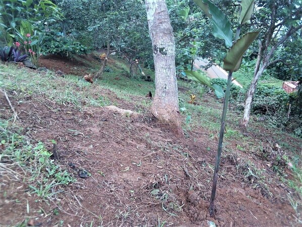 Tent (No Tent or Bed provided) | Garden view