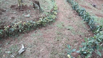 Vườn