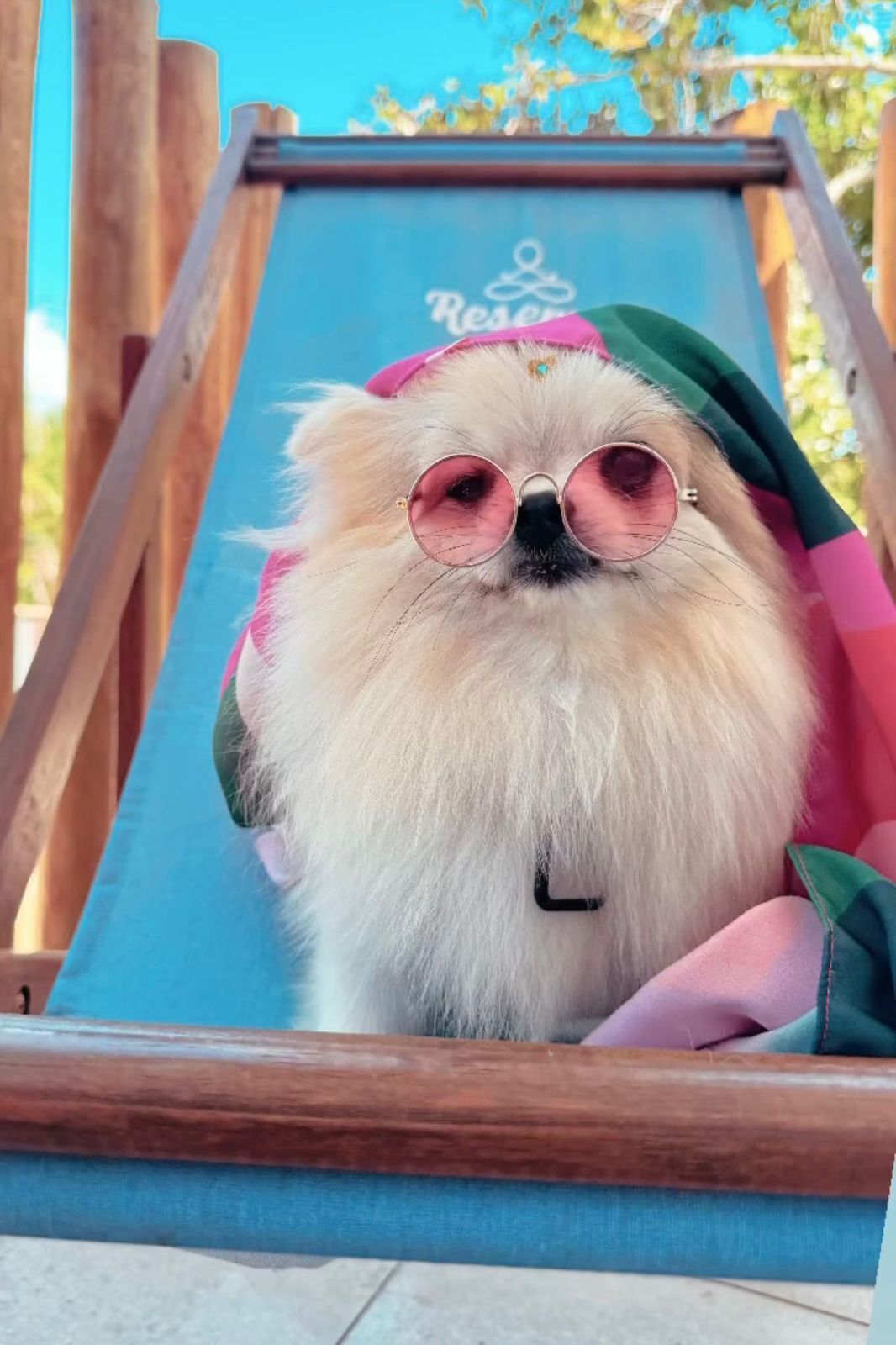 Un perro pequeño con gafas de sol y un conjunto rosa en un tobogán.