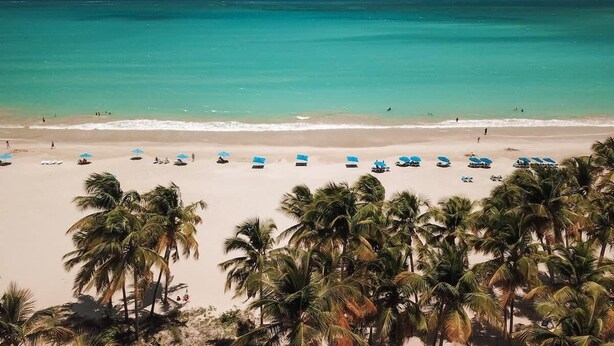 A beach with rows of blue umbrellas and palm trees.
