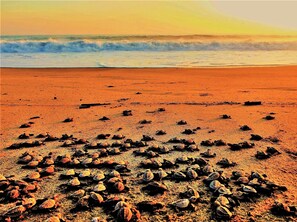 Una spiaggia nelle vicinanze, sabbia bianca, 10 bar sulla spiaggia