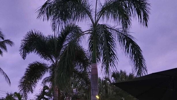 Una piscina con palmeras, cielo despejado y un cartel que dice 'Hotel Swiss'.