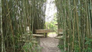 A pathway leading through a bamboo forest with benches. - Samburá Chalets (Ilha Comprida)