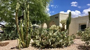 A desert garden with various cacti and a building with arched windows. - Cactus House - Spacious home & pool next to mountains and close to everything (Phoenix)
