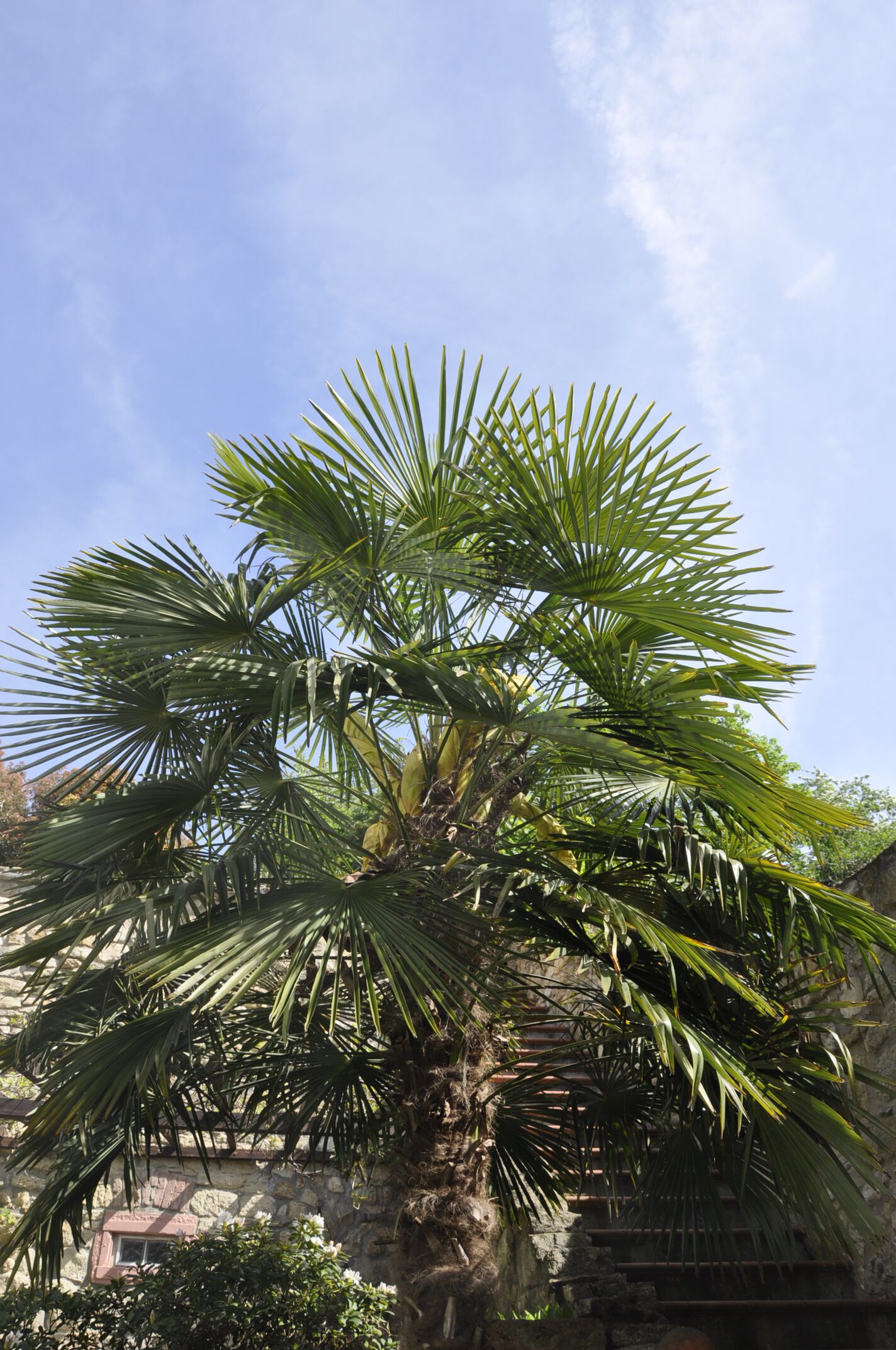 Jardim