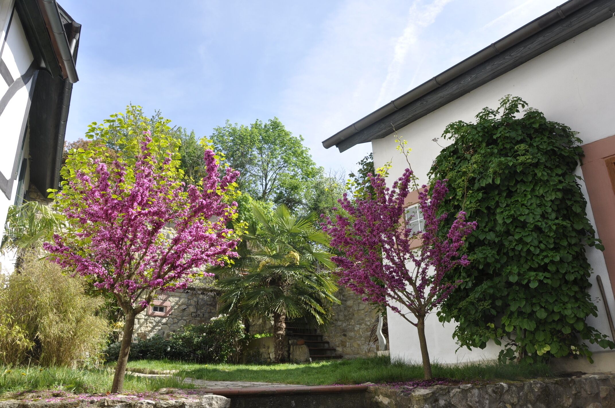 Un patio con muro de piedra, una palmera y árboles en flor.