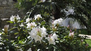 A garden with white flowers and palm trees. - Geibelhof (Karben)