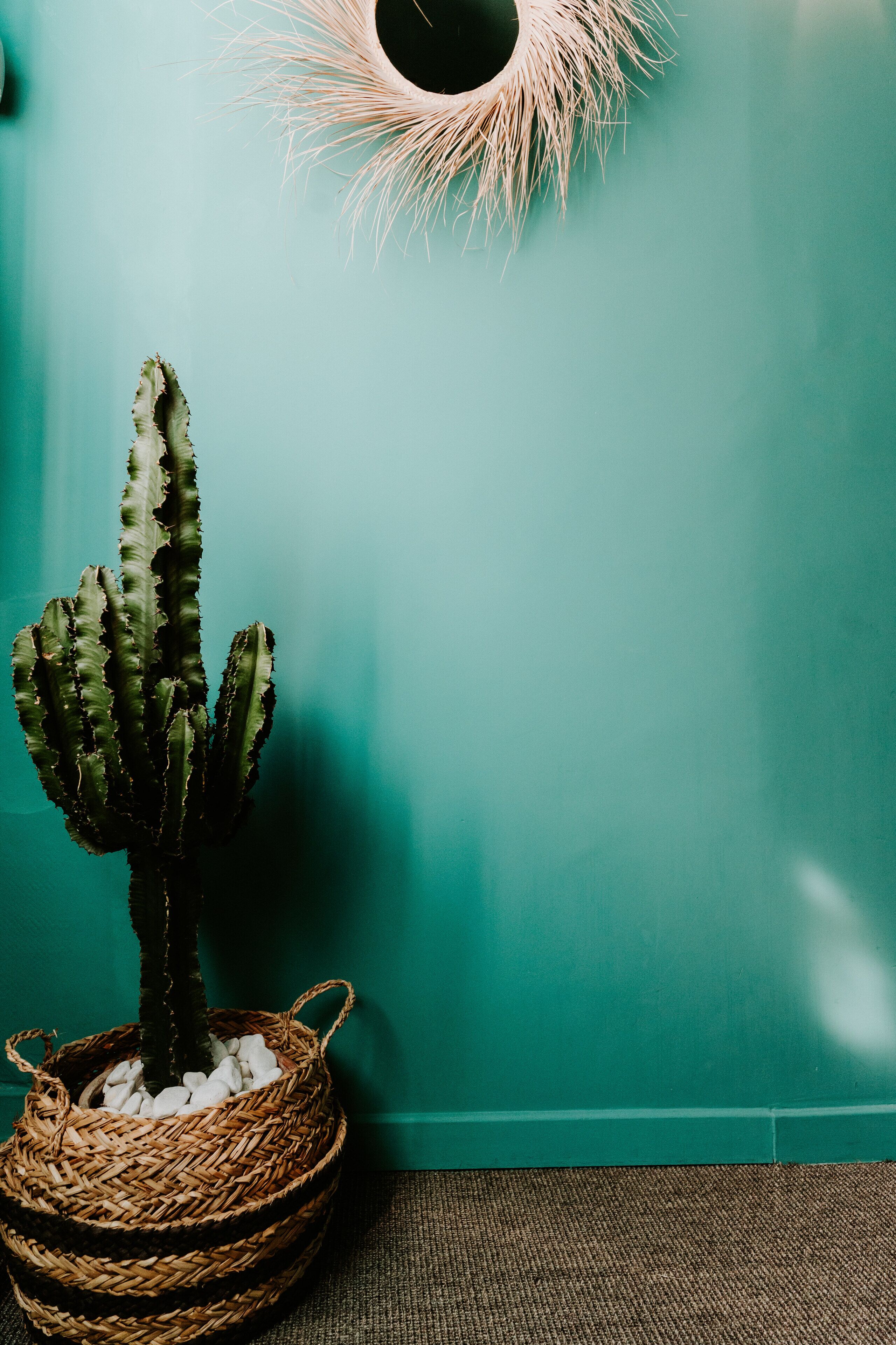 Un cactus dans un panier tressé, sur un mur de couleur turquoise.
