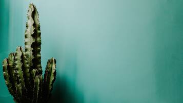Un cactus dans un panier tressé, sur un mur de couleur turquoise.