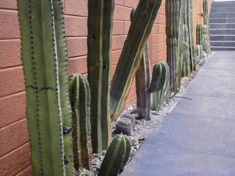 Una hilera de cactus frente a un muro de ladrillo, con un camino de concreto.