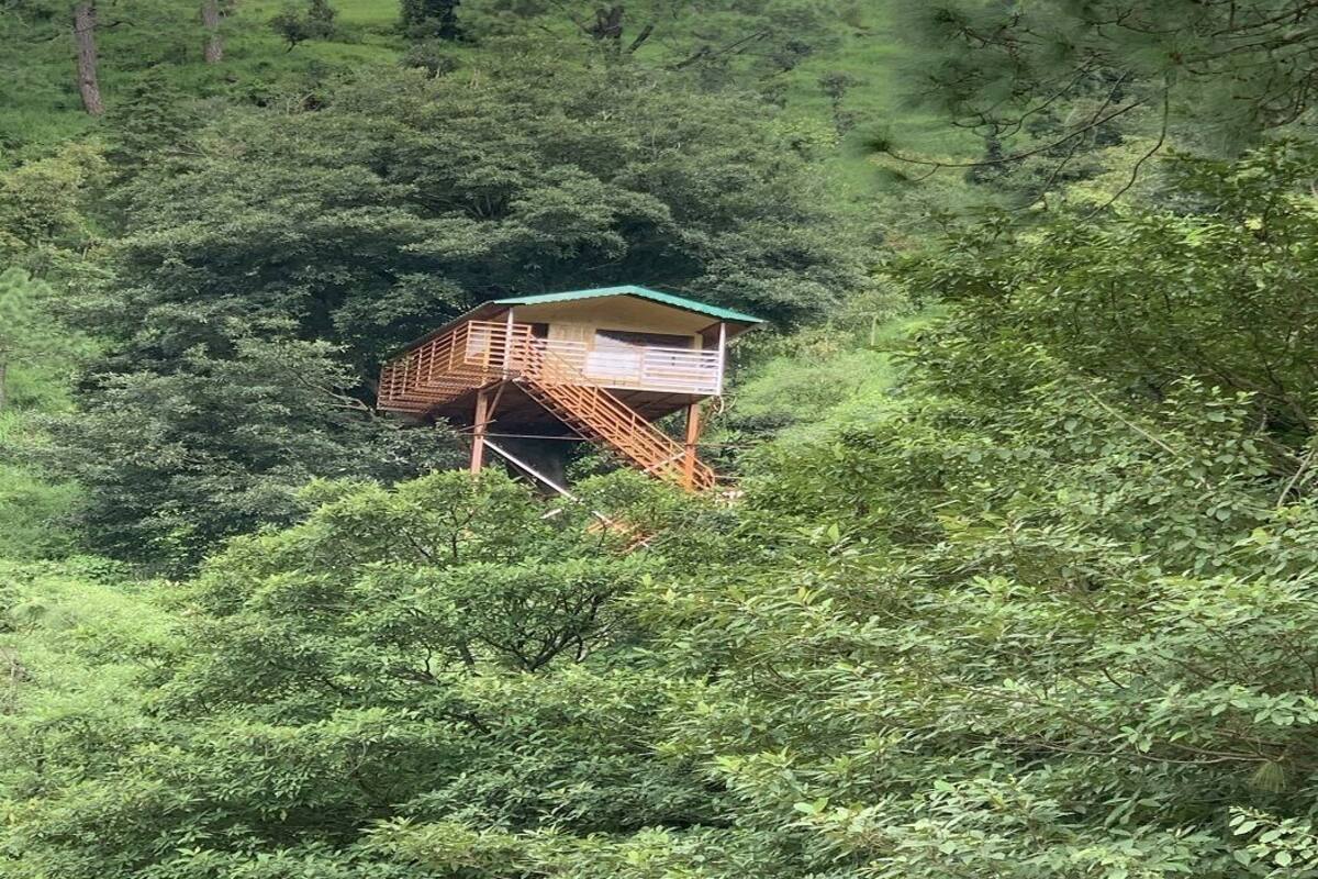 A wooden cabin with a green roof nestled among dense forest foliage.