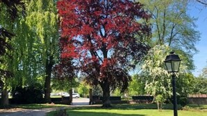 Un parque con un sendero pavimentado, un árbol de hojas rojas y un farol tradicional.