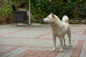 Pet-friendly