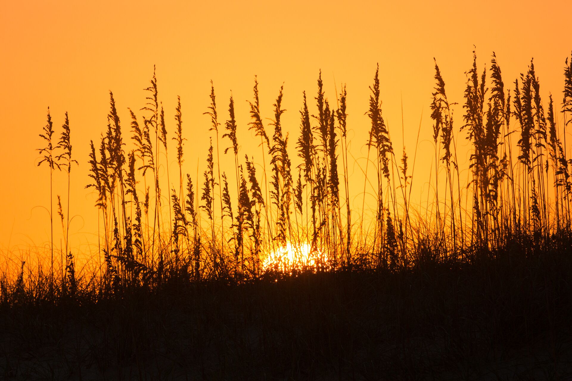 Un atardecer sobre un campo de pastos altos.