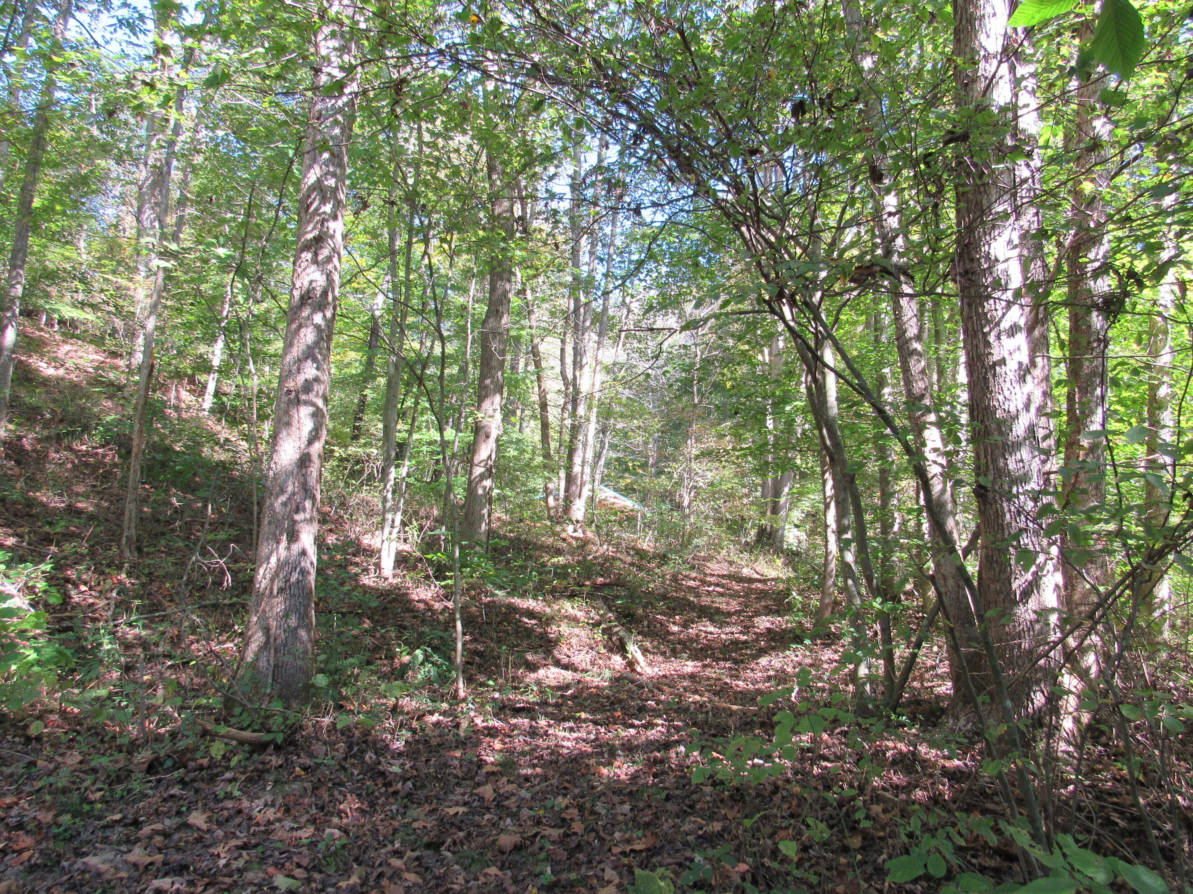 A dense forest with tall trees and a ground covered in fallen leaves.