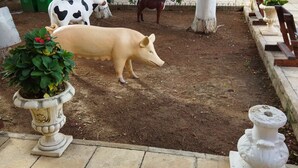 Un jardin avec une statue de cochon et d’âne, un arbre et un bâtiment en arrière-plan.