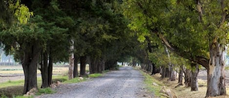 Un sendero de grava flanqueado por árboles altos.