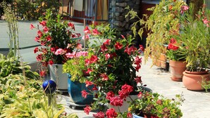 A variety of potted plants and flowers on a patio. - Apartment Dahoam (Forstau)