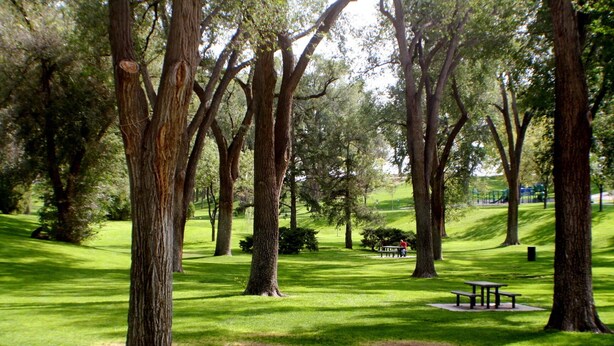 A park with large trees, a grassy area, and a picnic table. - Gorgeous, private, comfy, clean & close to EDO (Albuquerque)