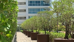 Un chemin bordé d’arbres en pot qui mène à un bâtiment moderne, doté de plusieurs étages et de grandes fenêtres.
