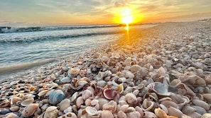 Une plage parsemée de différents types de coquillages, avec un coucher de soleil en arriÚre-plan.