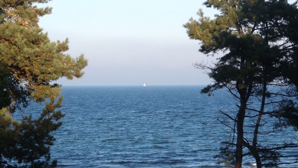 Une vue sur la côte, avec un voilier à l’horizon, entouré de pins.