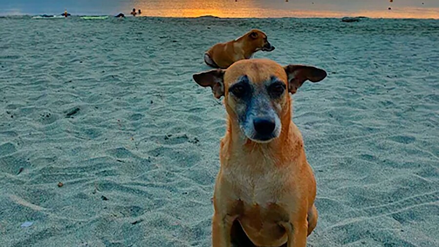 Playa del Ritmo Beach Hostel & Bar