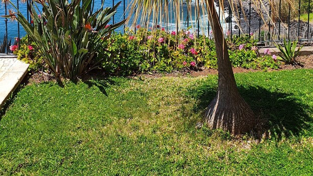 A garden with a palm tree, flowers, and a view of the ocean. - 3 bedroom villa and pool, Jardim do Mar, breathtaking view  (Jardim do Mar)