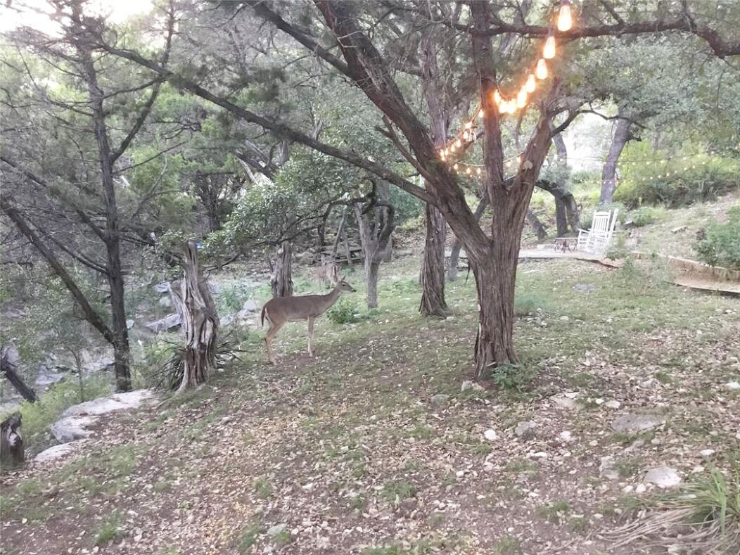 A natural outdoor setting with trees and a deer.