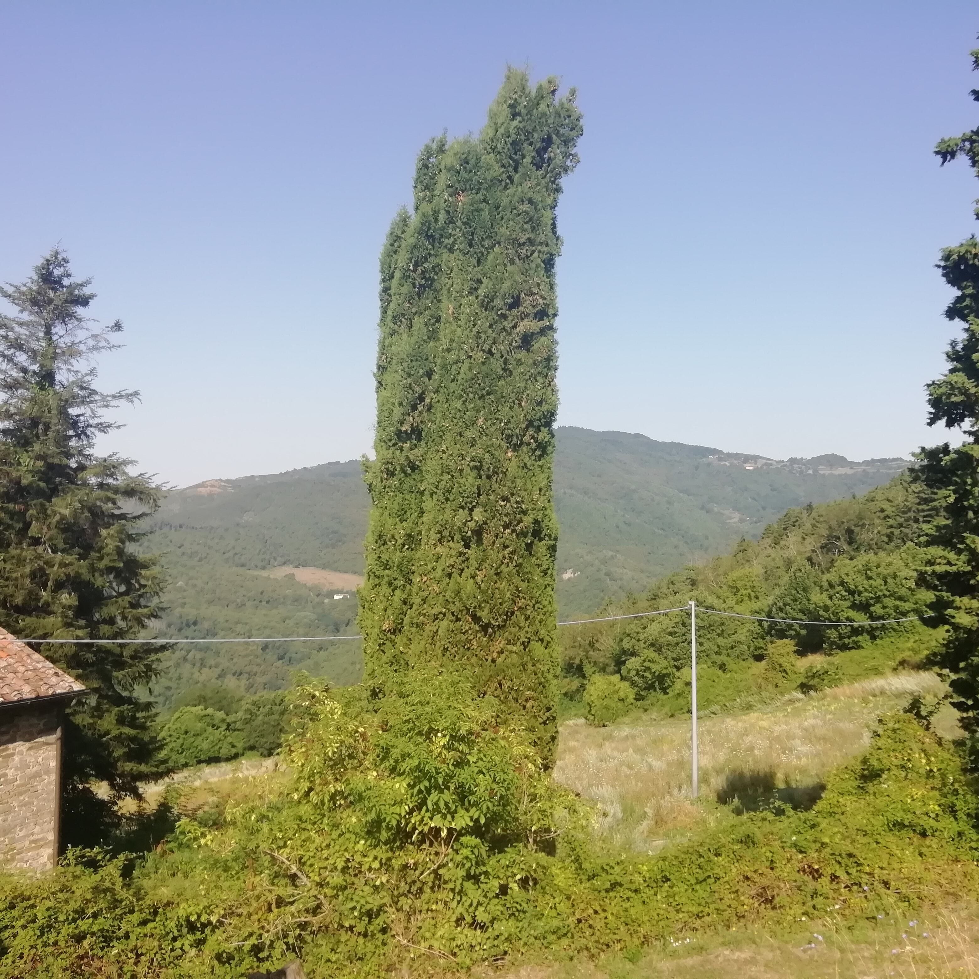 Un árbol alto y esbelto en un entorno rural, con una vista despejada de un paisaje montañoso al fondo.