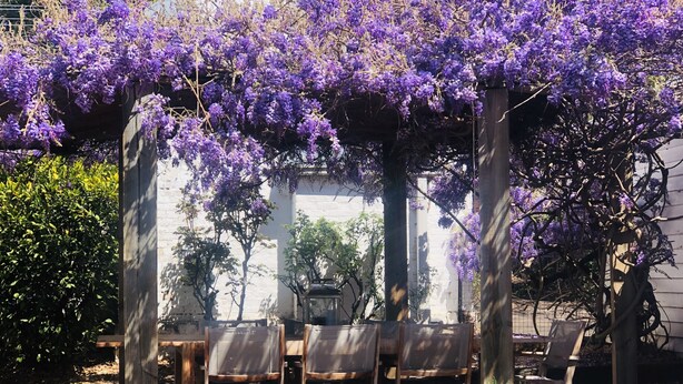 Una pergola in legno con fiori viola, circondata da sedie e piante in vaso.