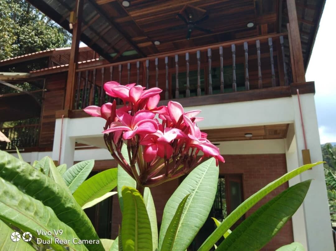 Taman