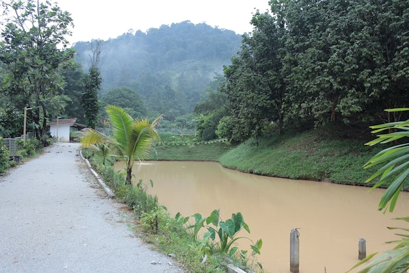 Un camino empedrado junto a un río tranquilo, rodeado de abundante vegetación y una colina al fondo.