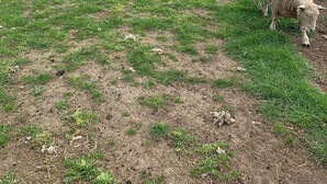Ein grasbewachsenes Feld mit mehreren Schafen und einer Holzhütte im Hintergrund.