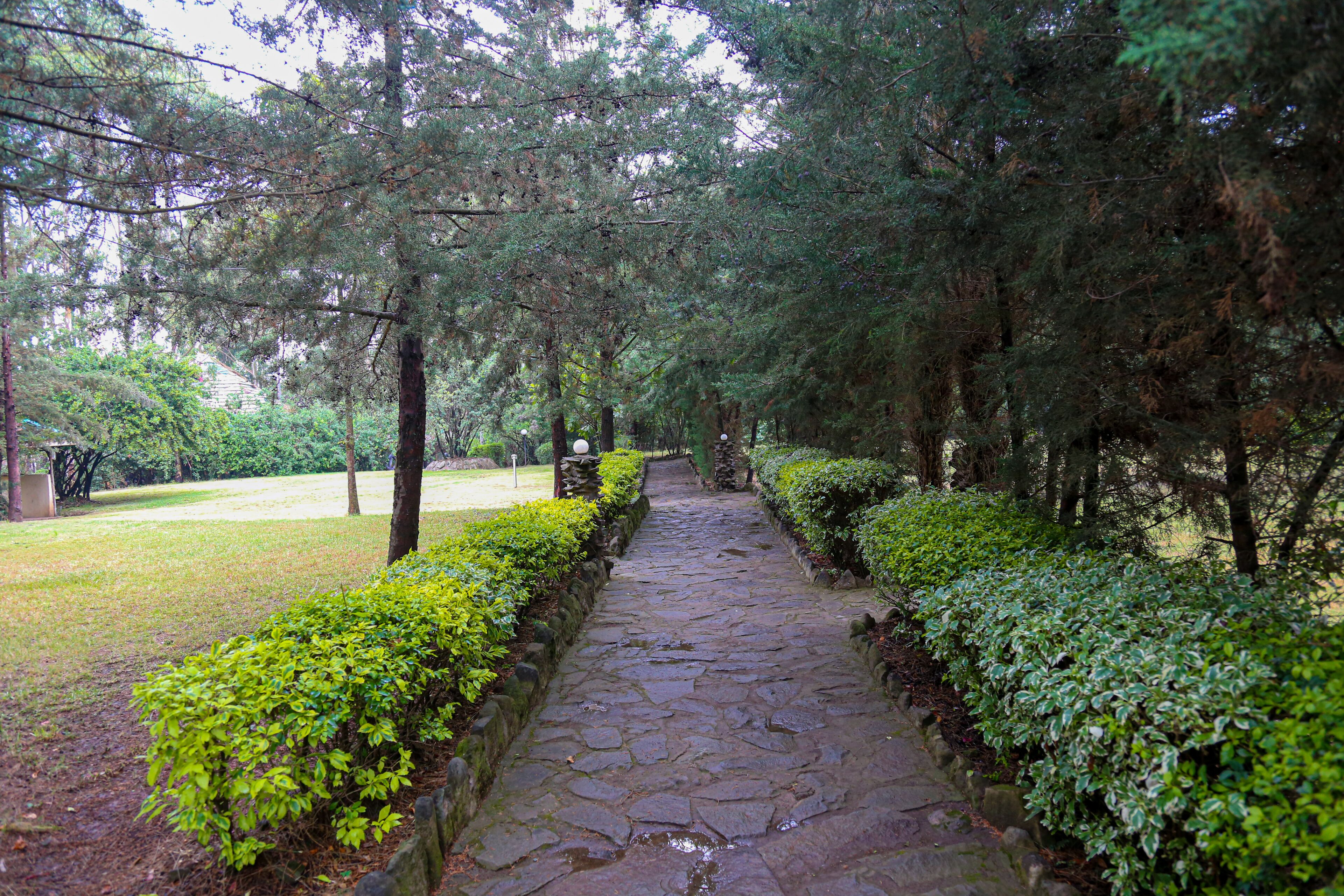 A stone pathway flanked by neatly trimmed hedges and tall trees, leading into a park area.
