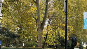 A bicycle parked on a sidewalk with trees and parked cars in the background. - Flat in the most desirable location in London - Kensington (London)