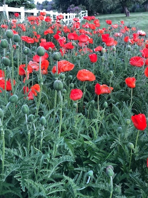 Stroll through a serene garden filled with vibrant red poppies in various stages of bloom, surrounded by lush greenery and a charming white picket fence.