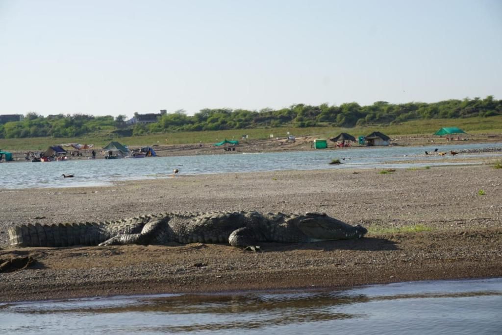 A crocodile on a muddy bank near a body of water with several small huts in the background.