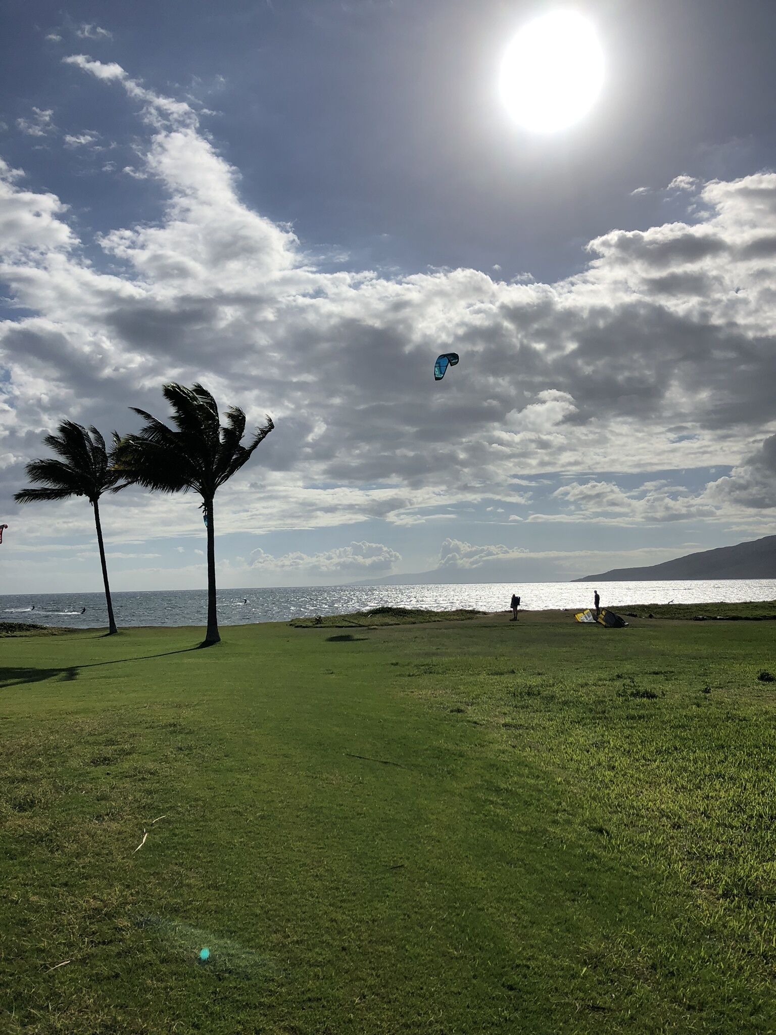 A grassy field with palm trees and a body of water in the background.