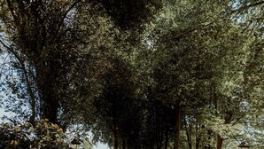 Un chemin pavé bordé d’arbres et, d’un côté, un mur en briques.