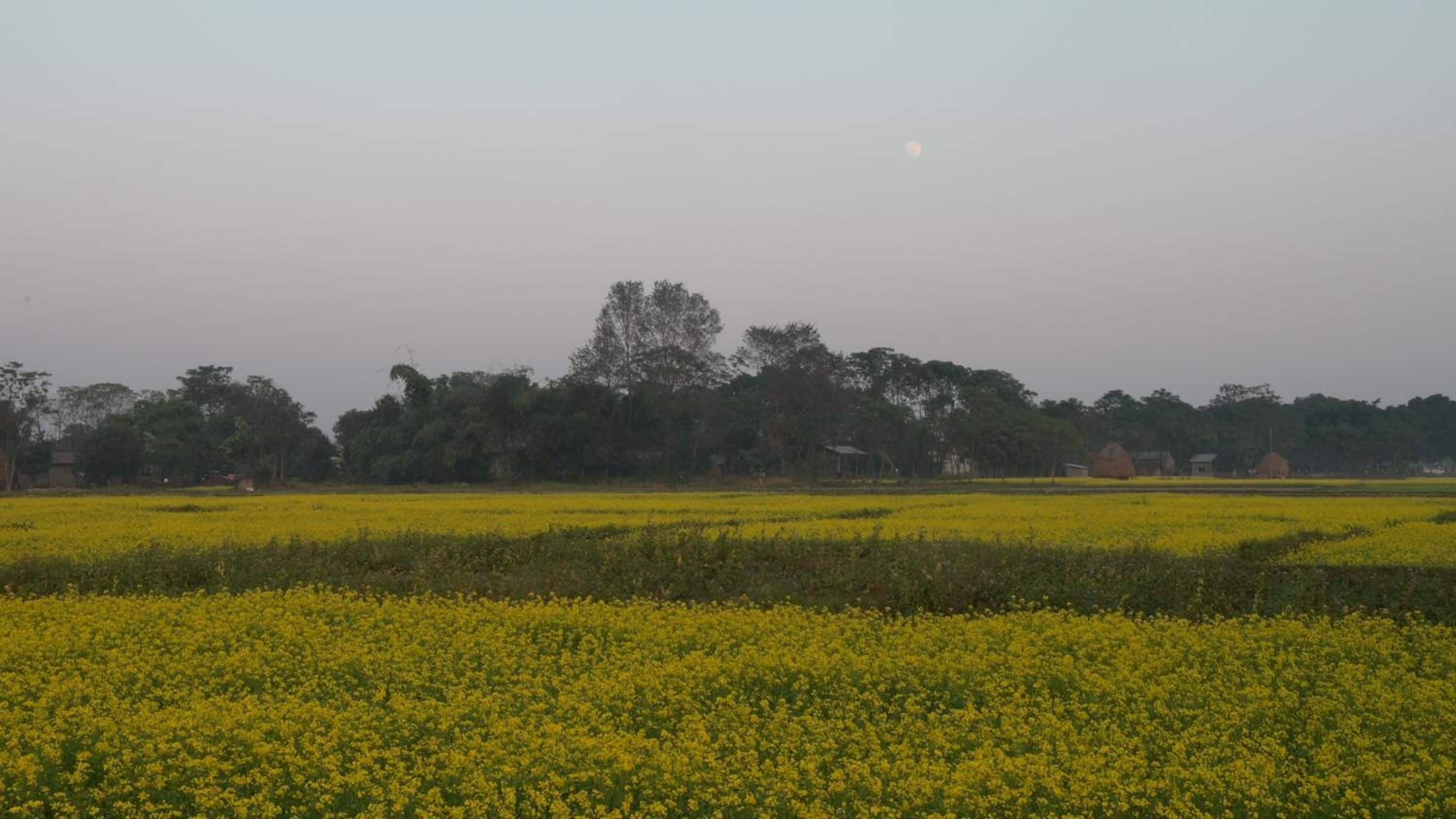 Un paysage rural avec des champs de fleurs jaunes et une rangée d’arbres en arrière-plan.