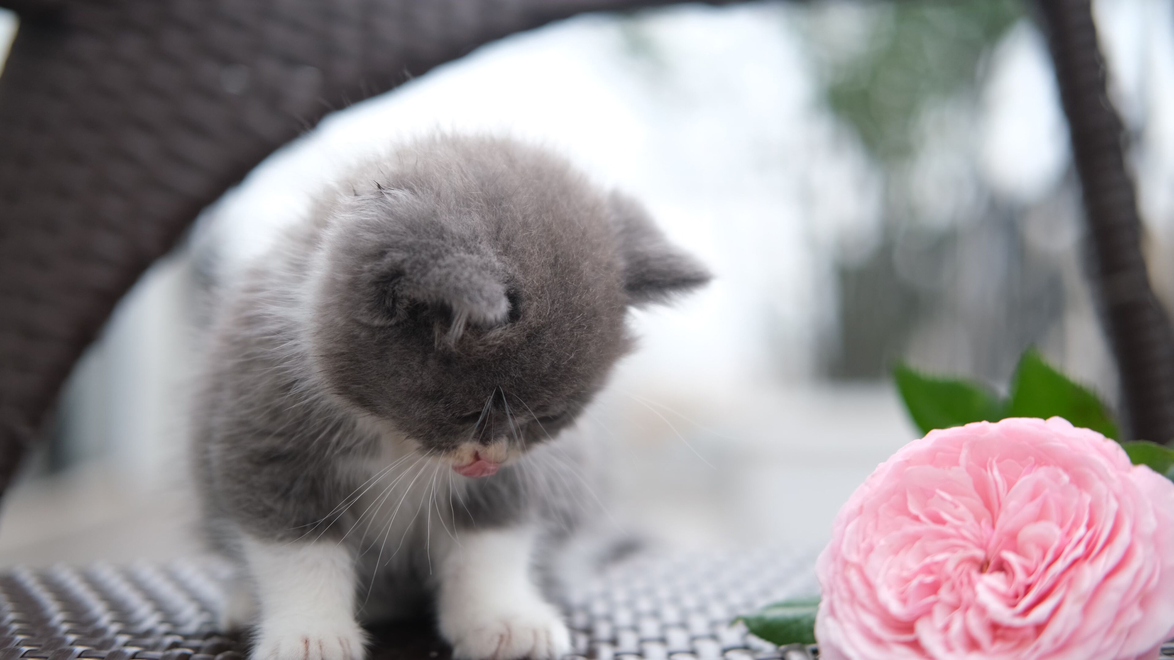 A kitten sitting on a patterned surface with a pink flower nearby.