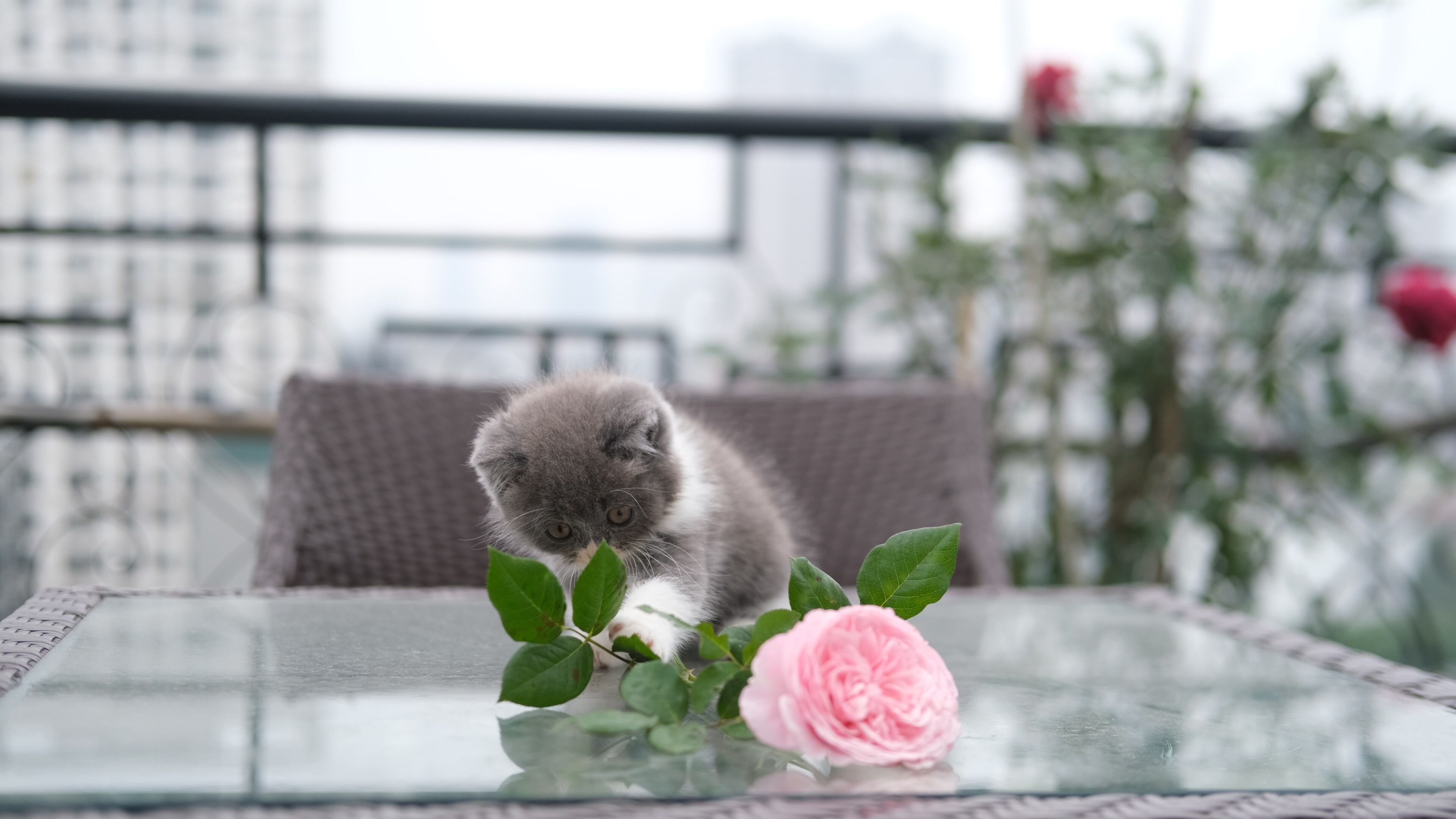 Ein Glastisch mit einer rosa Rose und einem Kätzchen.