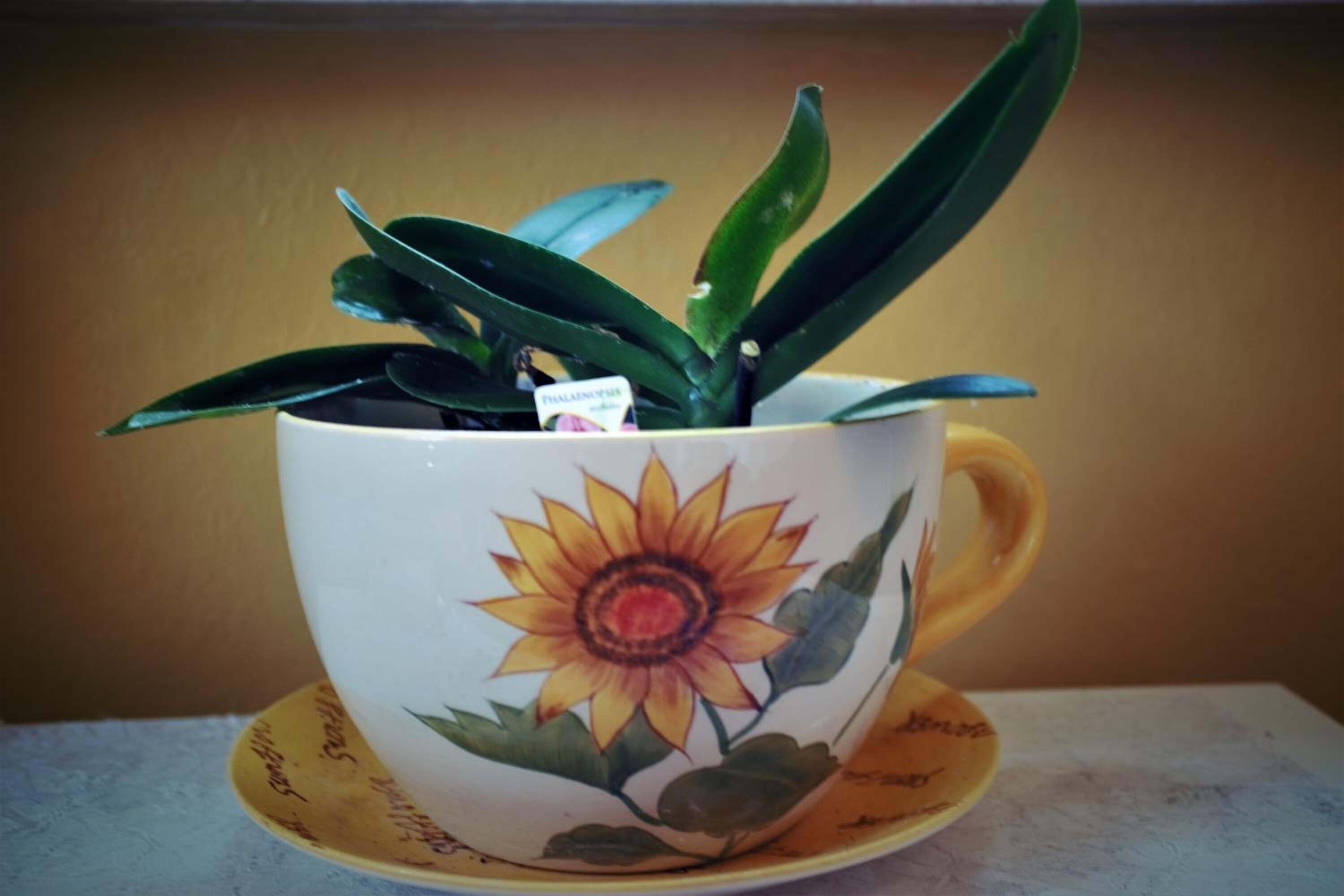 Una taza con diseño de girasol y una pequeña planta en su interior.