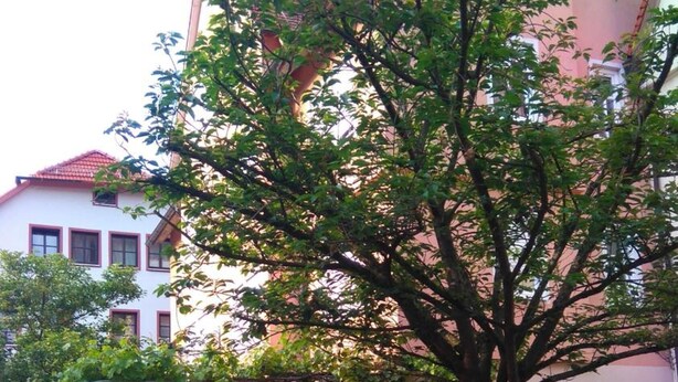 A tree-lined outdoor seating area with tables and chairs, a building with a pink facade, and a sign that reads "Hotel am Mauerwerk". - Hotel Loewensteiner Hof Haus am Neuplatz (Wertheim)