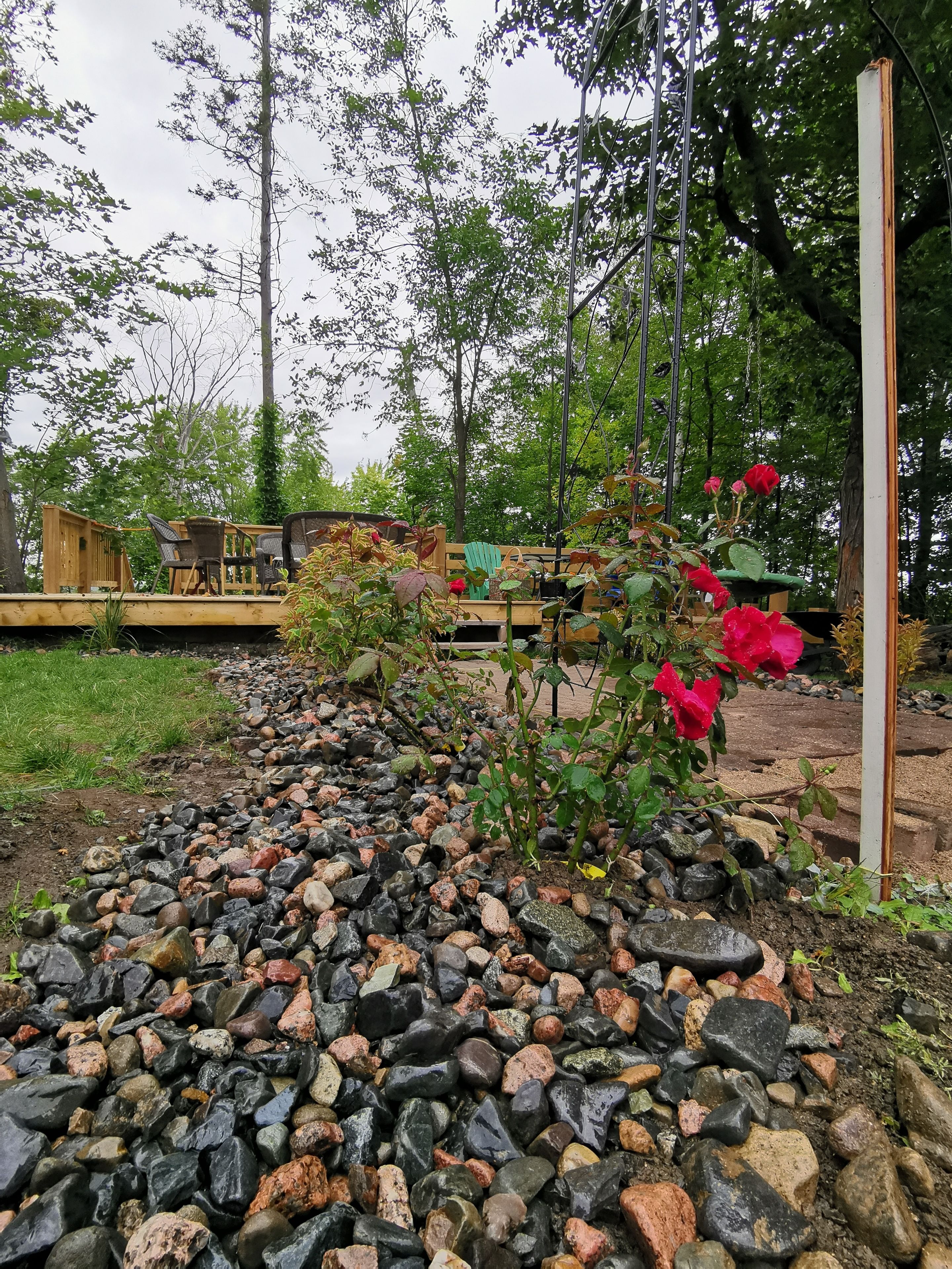 A garden with a stone pathway, wooden deck, and red flowers.