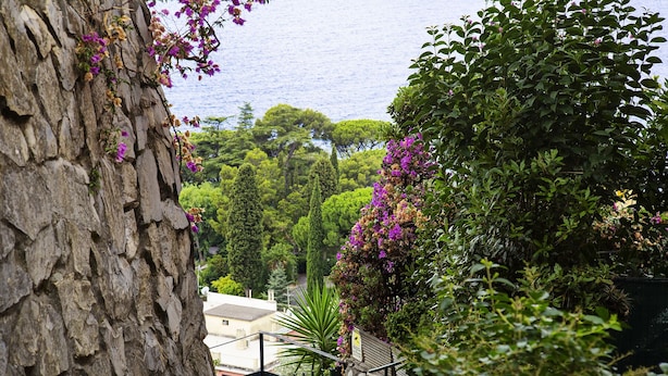 Ein Baum mit violetten Blüten, eine Steinmauer und Blick auf ein Wohngebiet mit Häusern und Grünflächen.
