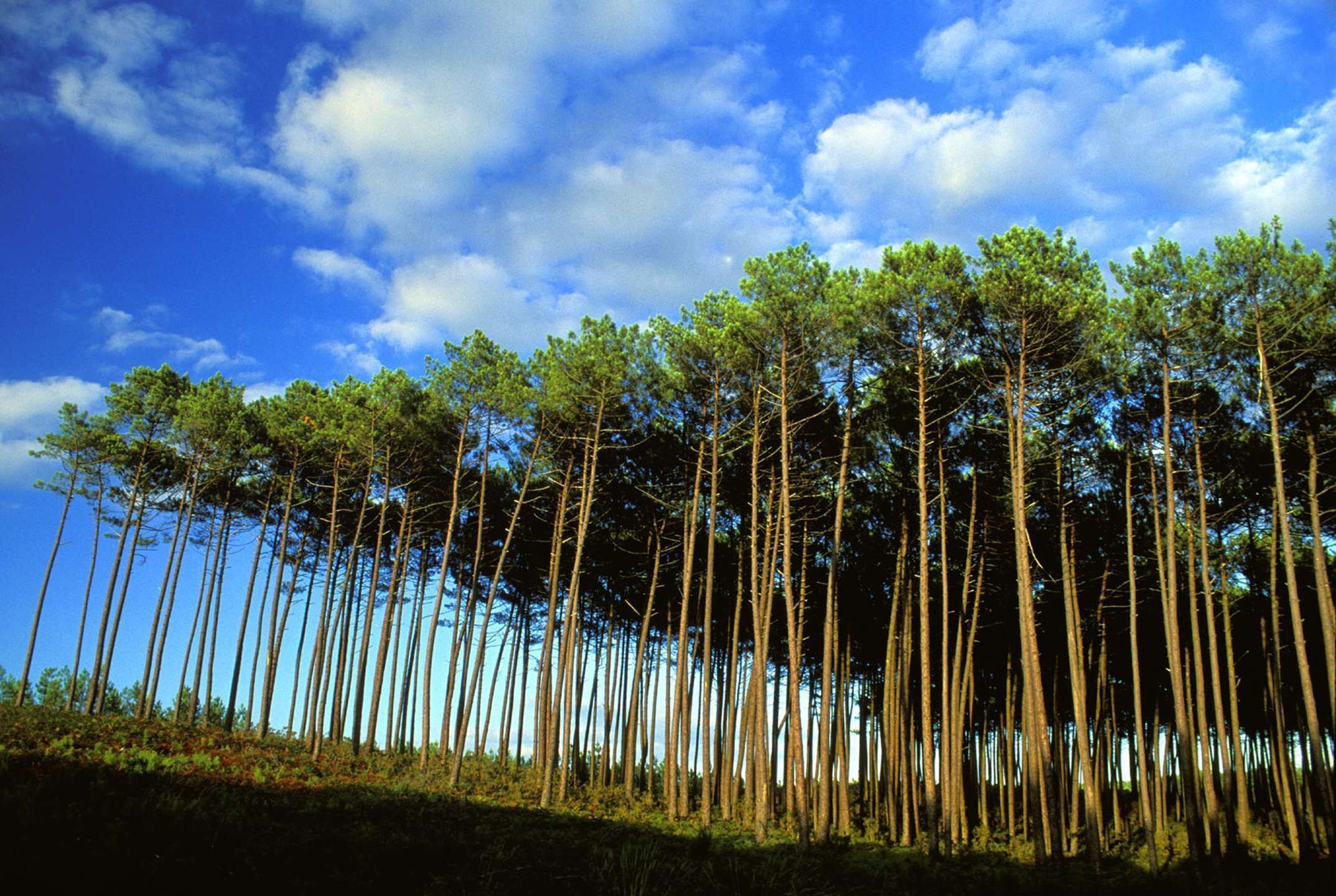 A dense forest of tall, slender trees under a clear blue sky with scattered clouds.